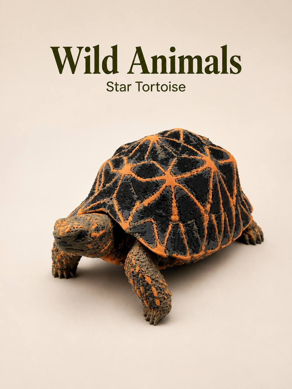 Star Tortoise – portrait