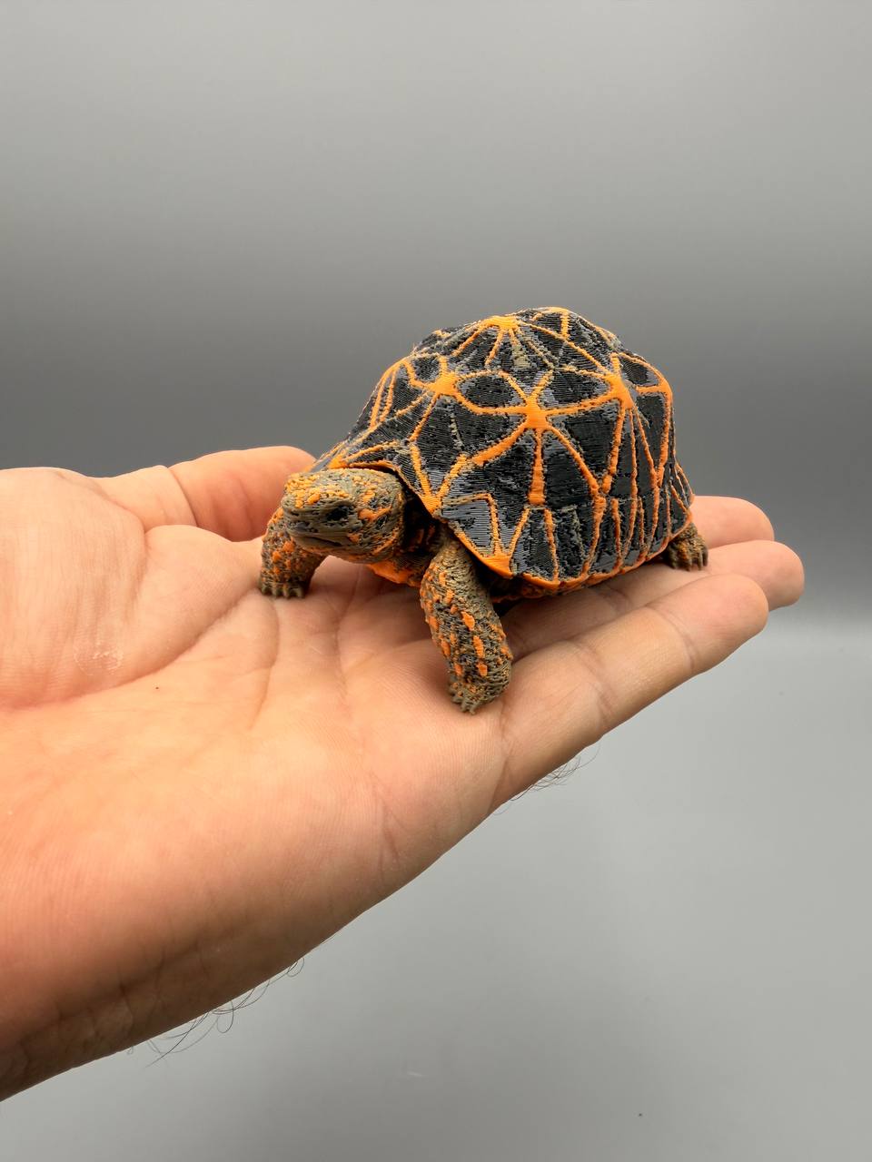 Star Tortoise – gallery