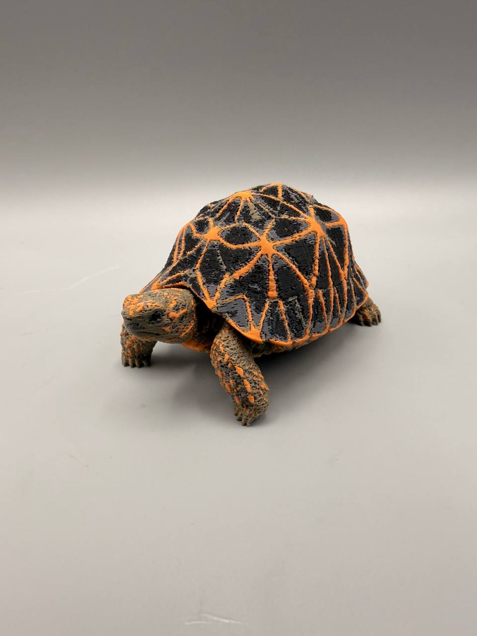 Star Tortoise – gallery