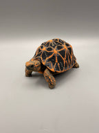 Star Tortoise – gallery