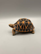 Star Tortoise – gallery