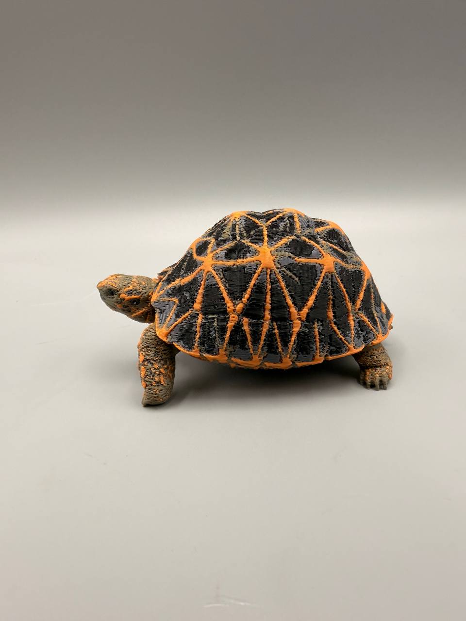 Star Tortoise – gallery