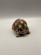 Star Tortoise – gallery