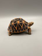 Star Tortoise – gallery