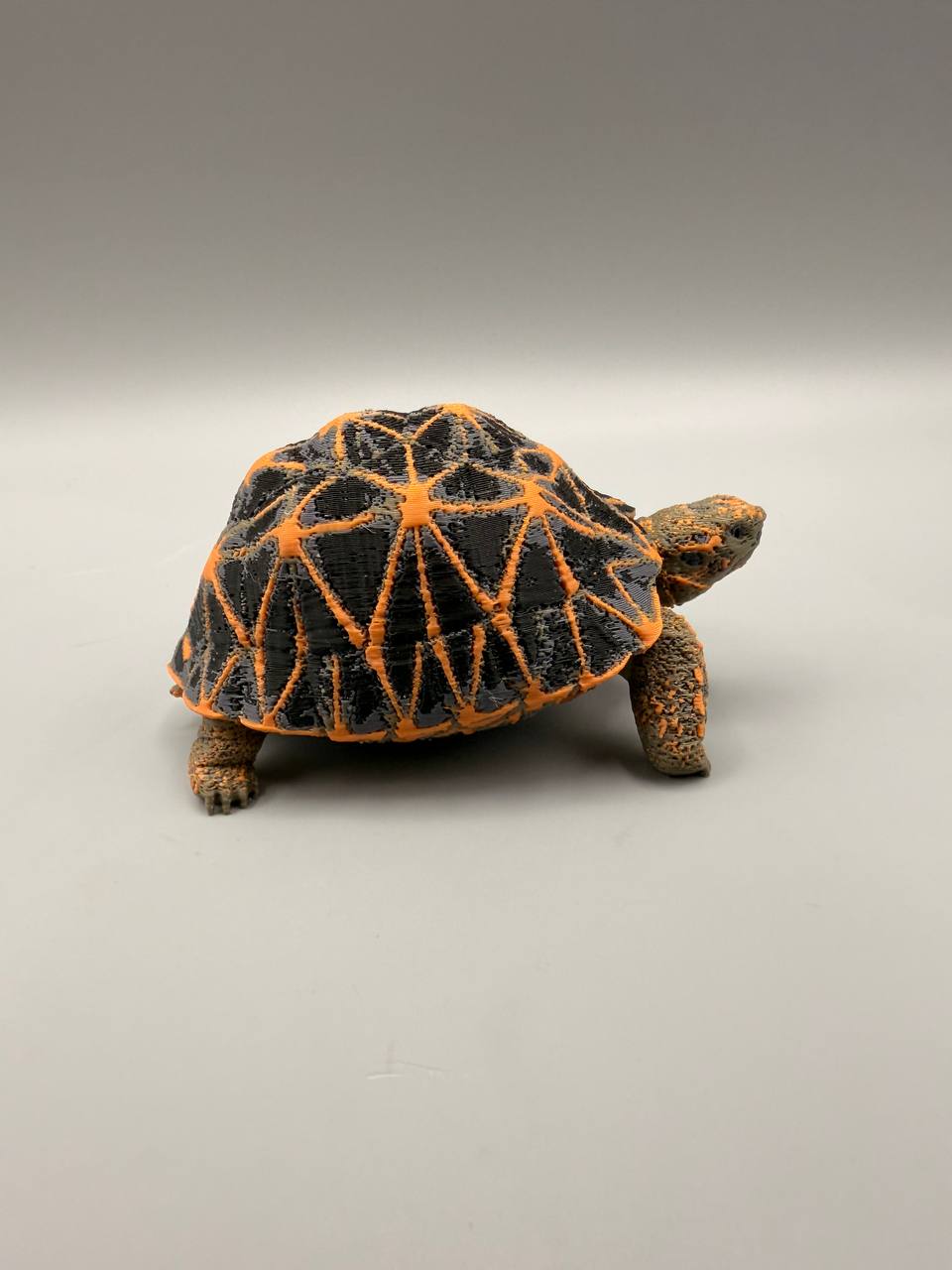 Star Tortoise – gallery