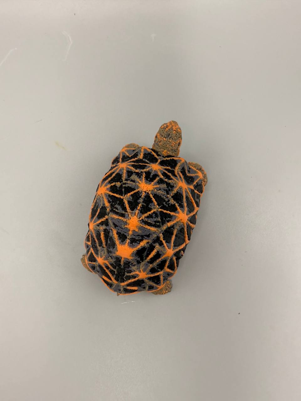 Star Tortoise – gallery