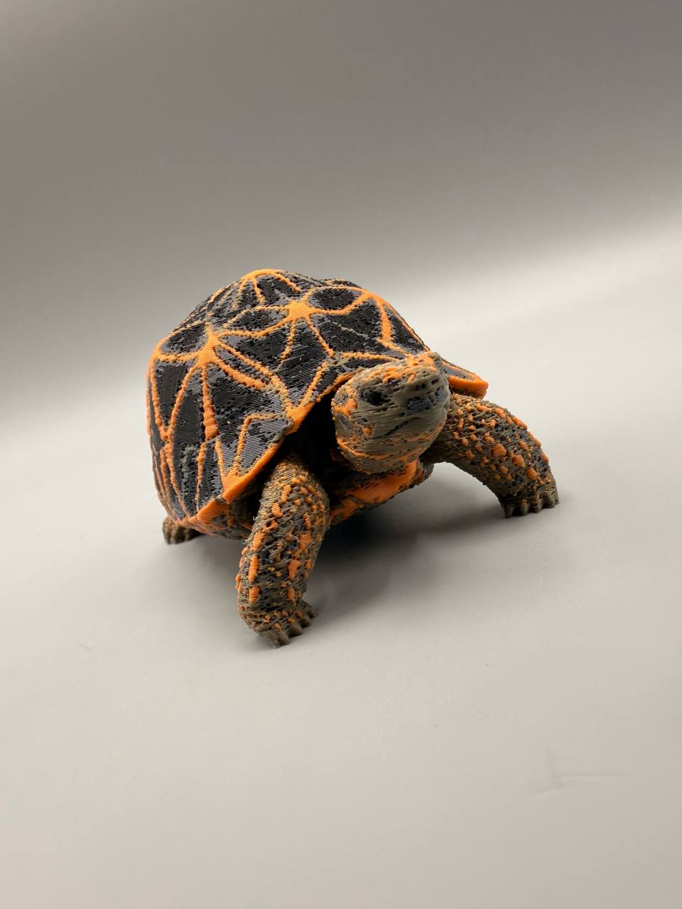 Star Tortoise – gallery