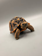Star Tortoise – gallery