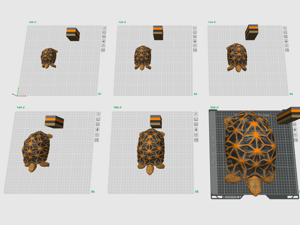 Star Tortoise – profile