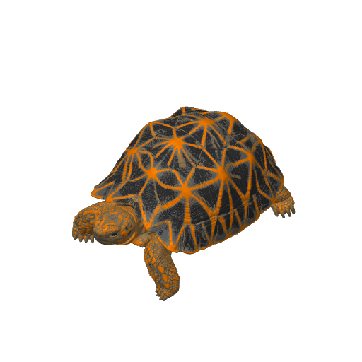 Star Tortoise – plate 1