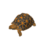 Star Tortoise – plate 2