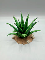 Terra Terrain Aloe Vera — designer reference view