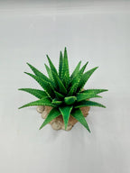 Terra Terrain Aloe Vera — designer reference view