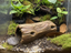 Tree Tunnel — designer reference view