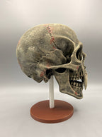 novYTerra Vampire Skull, original gallery image 3