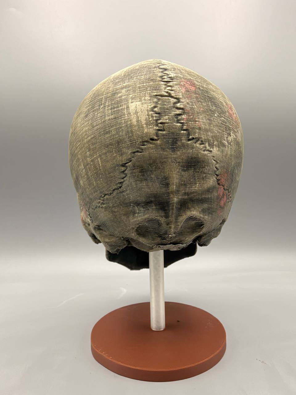 novYTerra Vampire Skull, original gallery image 4