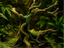 Windy Old Tree — licensed designer photo; supplied unpainted in your chosen colour