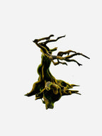 Windy Old Tree — licensed designer photo; supplied unpainted in your chosen colour