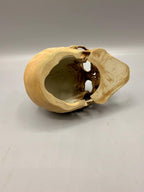 Skull Hideaway, 3D printed in PETG, view 6 of 6