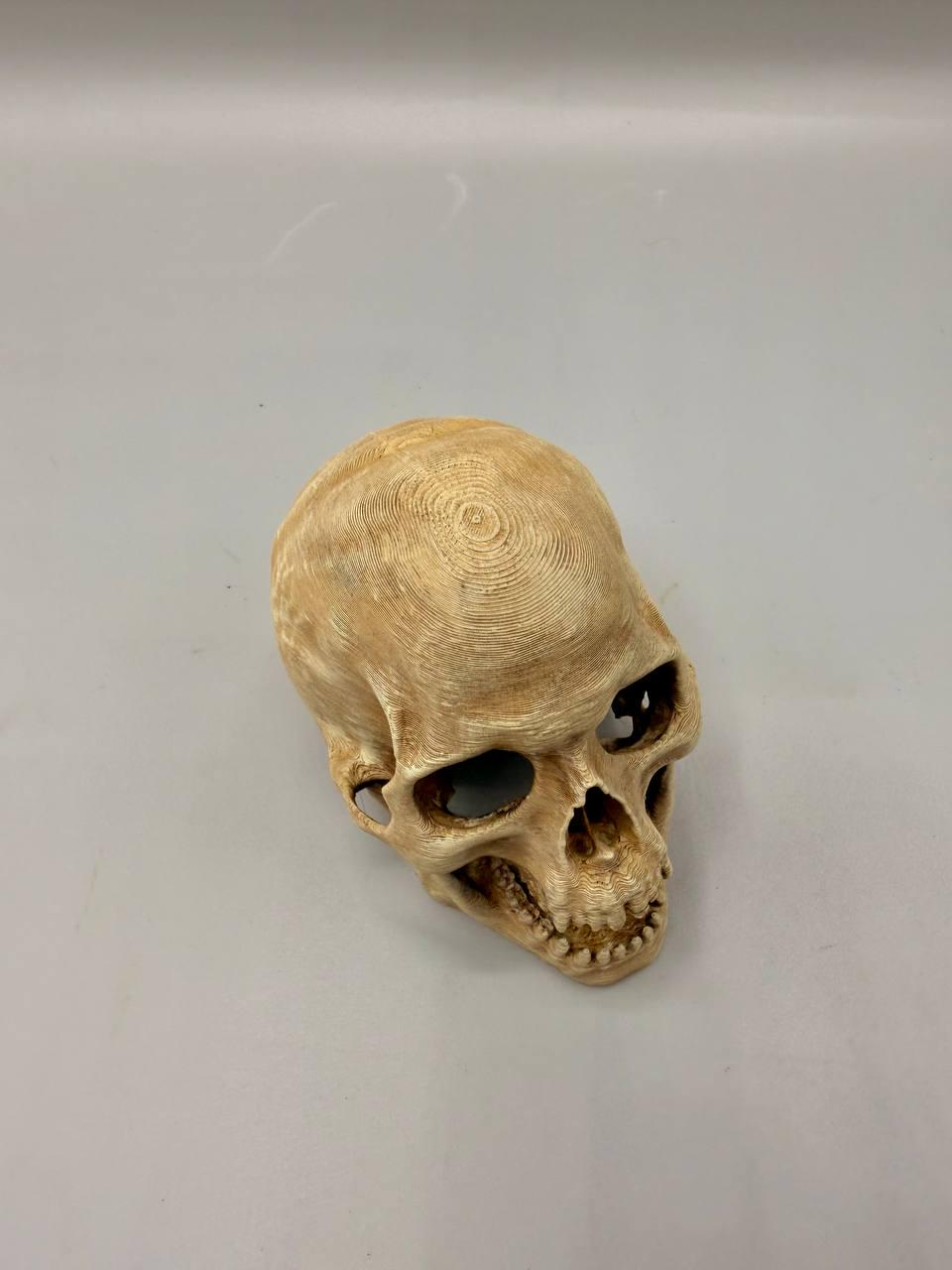 Skull Hideaway, 3D printed in PETG, view 5 of 6