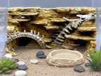 Dragon Fossil 3D Background, 3D printed in PETG, for terrariums, vivariums and aquariums