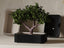 Suiban Self-Watering Bonsai Planter, 3D printed in PLA