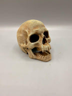 Skull Hideaway, 3D printed in PETG, view 4 of 6