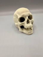 Skull Hideaway, 3D printed in PETG, view 2 of 6