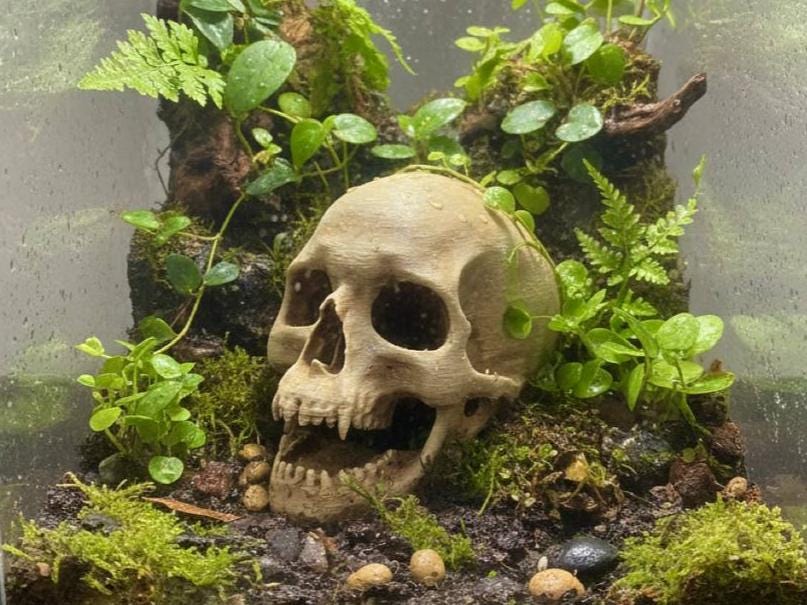 Skull Hideaway, 3D printed in PETG, for reptiles, amphibians and fish Main image