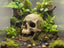 Skull Hideaway, 3D printed in PETG, for reptiles, amphibians and fish