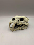 Sabertooth Skull, 3D printed in PETG, view 3 of 6