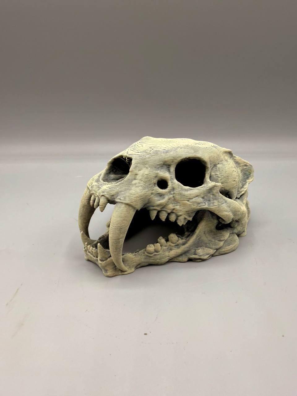 Sabertooth Skull, 3D printed in PETG, view 3 of 6