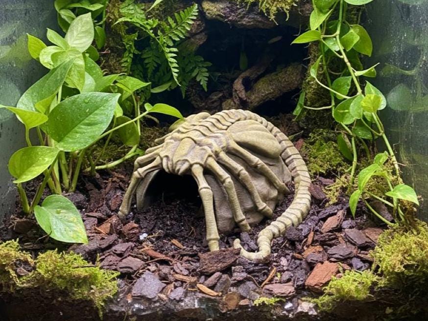 Facehugger Hideout, 3D printed in PETG, for reptiles, amphibians and fish