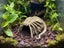 Facehugger Hideout, 3D printed in PETG, for reptiles, amphibians and fish