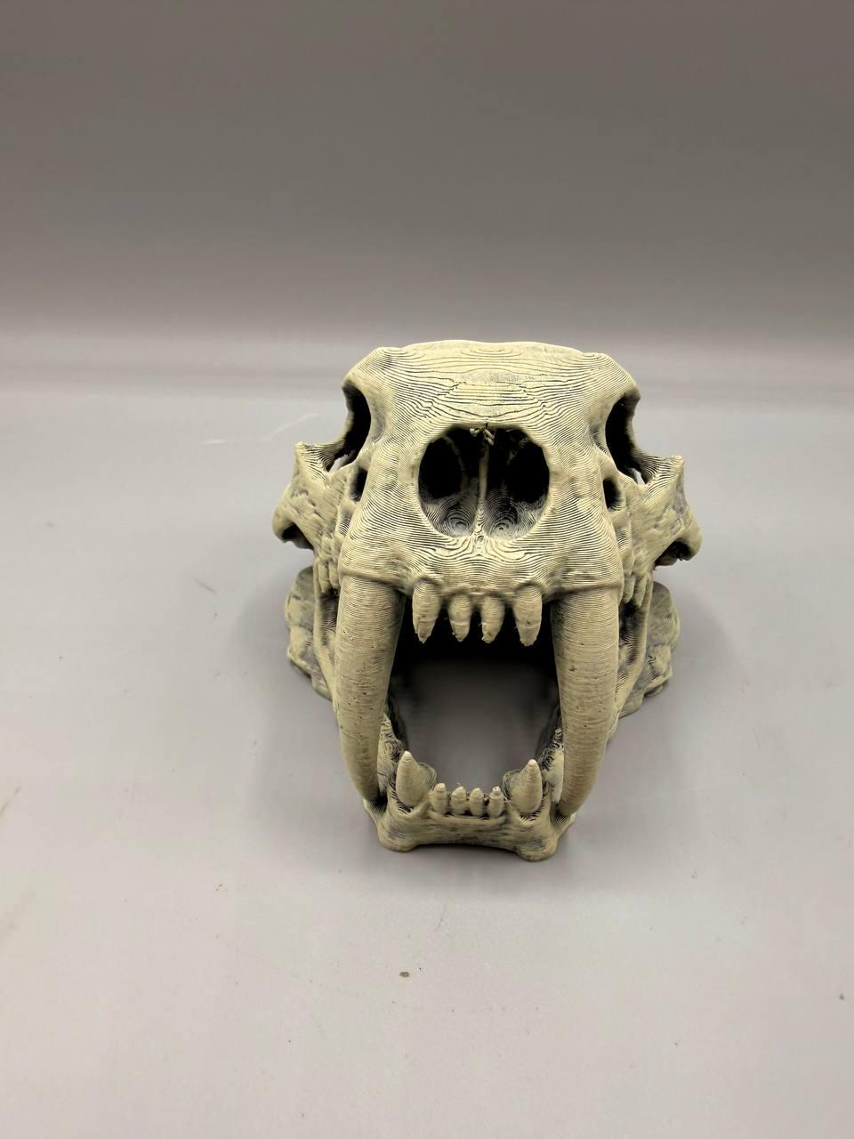 Sabertooth Skull, 3D printed in PETG, view 4 of 6
