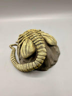 Facehugger Hideout, 3D printed in PETG, view 5 of 8