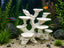 Reefscape Platforms, 3D printed in PETG, for terrariums, vivariums and aquariums