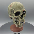 Vampire Skull | Fanged Skull and Display Stand