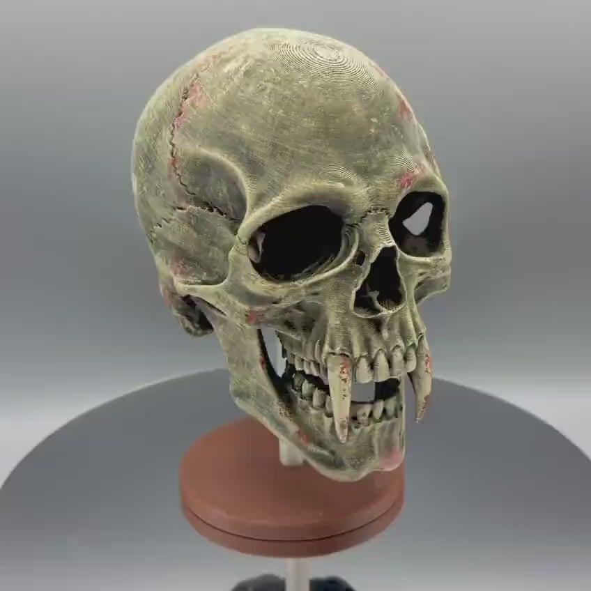 Vampire Skull | Fanged Skull and Display Stand