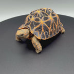 Star Tortoise painted display example