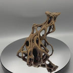 Slanted Mangrove Root painted display example